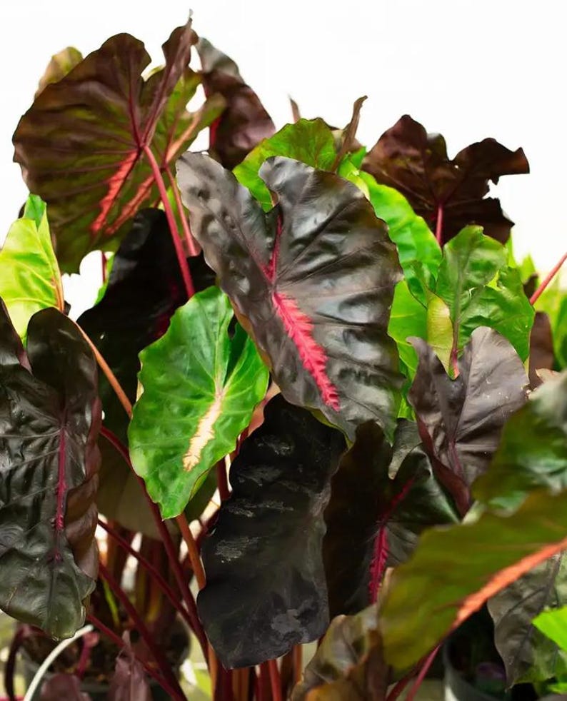 May include: Close-up of an Alocasia plant with large, dark green and burgundy leaves. The leaves have prominent red veins and stems. Some leaves are a bright green color. The plant is set against a white background.