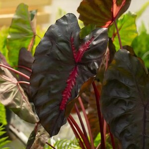 May include: Close-up of a plant with large, dark leaves. The leaves are a deep, almost black color with prominent red veins running through them. The stems are a vibrant red, contrasting with the dark foliage. The plant is surrounded by other green plants.