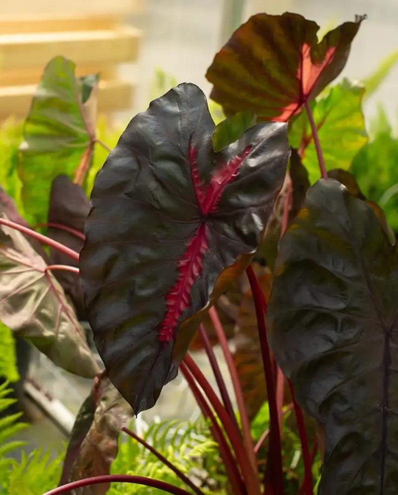 May include: Close-up of a plant with large, dark leaves. The leaves are a deep, almost black color with prominent red veins running through them. The stems are a vibrant red, contrasting with the dark foliage. The plant is surrounded by other green plants.