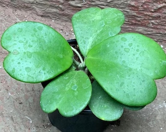 Live Hoya Kerrii Plant– Green – 3–6" Tall – Ship No Pot – Starter Plant