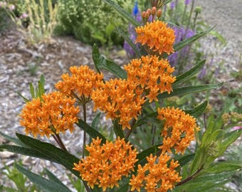 May include: A cluster of vibrant orange butterfly weed flowers with small, star-shaped petals arranged in rounded umbels. The plant features long, narrow, dark green leaves and upright stems, showcasing multiple blooming flower heads.
