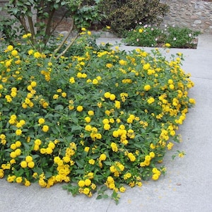 May include: A vibrant bush overflowing with clusters of small, bright yellow flowers. The plant has lush green foliage and is situated next to a concrete walkway. The flowers are in full bloom, creating a cheerful and sunny display.
