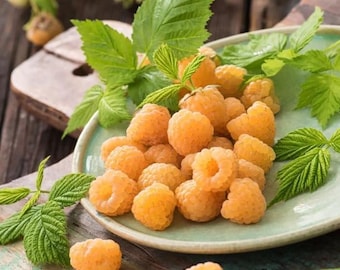May include: A close-up of a plate filled with golden raspberries and green leaves. The raspberries are a vibrant yellow-orange color and have a textured surface. The leaves are a bright green, adding contrast to the fruit.