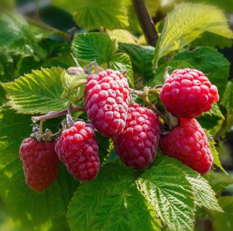 May include: Close-up of ripe red raspberries on a green leafy branch. The raspberries are clustered together, showcasing their textured surface and vibrant color. The leaves are a mix of light and dark green, creating a natural backdrop.