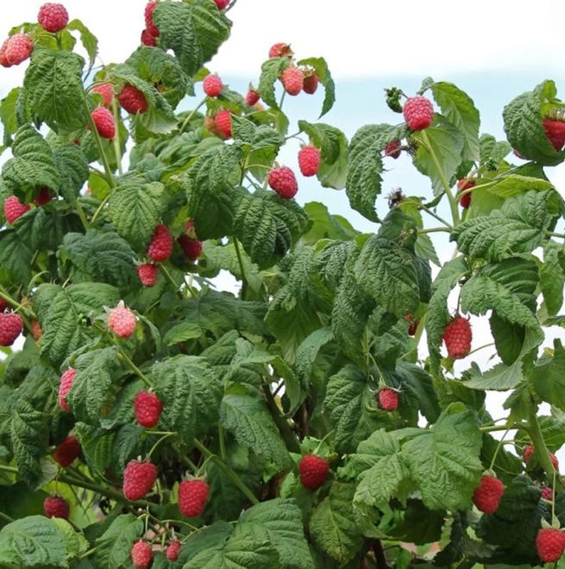 May include: A close-up of a raspberry bush laden with ripe, red raspberries. The berries are clustered among large, green leaves. The image is taken outdoors, with a light blue sky in the background. The raspberries are in various stages of ripeness.