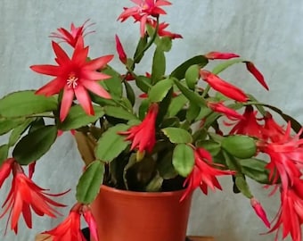 May include: A vibrant Schlumbergera cactus, commonly known as a Christmas cactus, potted in a terracotta-colored container. The plant features segmented green stems and numerous bright red, star-shaped flowers in full bloom.