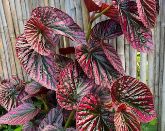 1 Live Begonia Brevirimosa Exotica Red Plant - Easy Grow Houseplant - 3" Pot - Ship No Pot