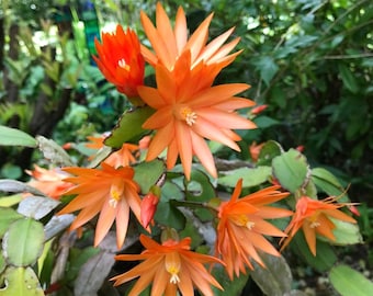 May include: A vibrant Schlumbergera cactus plant featuring multiple star-shaped orange flowers with pointed petals and yellow centers. The plant has segmented, flat, green succulent stems that provide a backdrop for the bright blossoms.