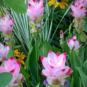 May include: Close-up of pink Siam tulip flowers with red-tipped petals. The flowers are surrounded by green leaves and other plants. The flowers have a unique shape and are in full bloom. The image is well-lit and the colors are vibrant.