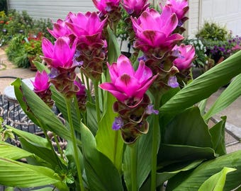 Live Curcuma ‘Siam Skyline’ Plant – Tropical Ornamental Blooming Ginger – 4" Pot - Ships Without Pot