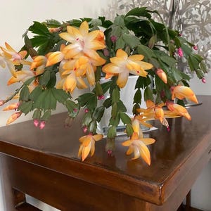Puede incluir: Una planta Schlumbergera, conocida comúnmente como cactus de Navidad, presenta flores de color naranja y amarillo vibrante con pétalos puntiagudos. La planta tiene tallos segmentados de color verde oscuro y está en una maceta blanca.