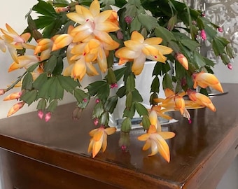 May include: A Schlumbergera plant, commonly known as a Christmas cactus, features vibrant orange and yellow flowers with pointed petals. The plant has segmented, dark green, succulent-like stems and is potted in a simple white container.