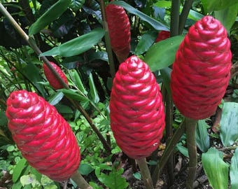 May include: Four vibrant red pinecone ginger flower heads with a layered, cone-shaped texture. The flowers are attached to sturdy green stalks and are surrounded by lush, broad green leaves in a natural outdoor garden setting.