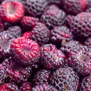 May include: Close-up of a pile of ripe black raspberries. The berries are a deep purple-black color with a red interior. The image is well-lit, showing the texture and detail of the fruit. The raspberries are fresh and ready to eat.
