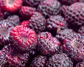 May include: Close-up of a pile of ripe black raspberries. The berries are a deep purple-black color with a red interior. The image is well-lit, showing the texture and detail of the fruit. The raspberries are fresh and ready to eat.