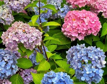 May include: A cluster of hydrangea flowers in shades of pink, light blue, and lavender, featuring dense, rounded heads of small four-petaled blossoms surrounded by vibrant green, serrated leaves on thin, dark brown stems.