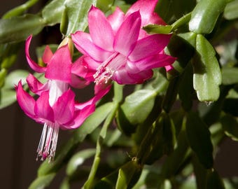 May include: A Schlumbergera cactus plant featuring vibrant fuchsia-pink flowers with white centers and long, slender white stamens. The plant has segmented, flat, green succulent stems that hang downwards, showcasing the bright blossoms.