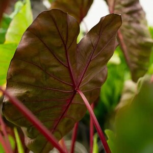 May include: Close-up of a plant with large, heart-shaped leaves. The leaves are a deep burgundy color with prominent red veins. The stems are a vibrant red, contrasting with the darker leaves. The plant is surrounded by other green foliage.