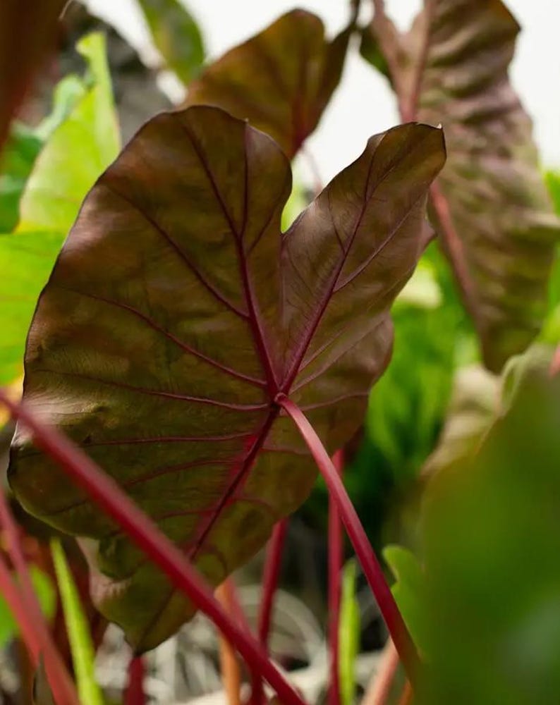 May include: Close-up of a plant with large, heart-shaped leaves. The leaves are a deep burgundy color with prominent red veins. The stems are a vibrant red, contrasting with the darker leaves. The plant is surrounded by other green foliage.