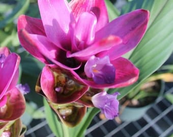 May include: Close-up of a vibrant pink and purple flower with multiple petals. The flower has a complex structure with a mix of colors, including deep burgundy and lighter shades of pink. Green leaves provide a contrasting backdrop.