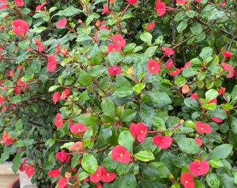 May include: A dense Euphorbia milii plant, commonly known as crown of thorns, featuring numerous small, vibrant red flowers with yellow centers and glossy, oval-shaped green leaves. The stems are covered in sharp, visible thorns.