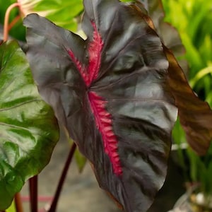 May include: Close-up of a large, dark leaf with a prominent red vein running down the center. The leaf has a glossy, almost black appearance with a deep red central vein. Other green leaves are visible in the background, suggesting a tropical plant.