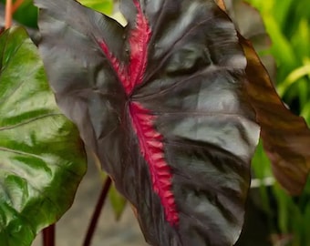 May include: Close-up of a large, dark leaf with a prominent red vein running down the center. The leaf has a glossy, almost black appearance with a deep red central vein. Other green leaves are visible in the background, suggesting a tropical plant.