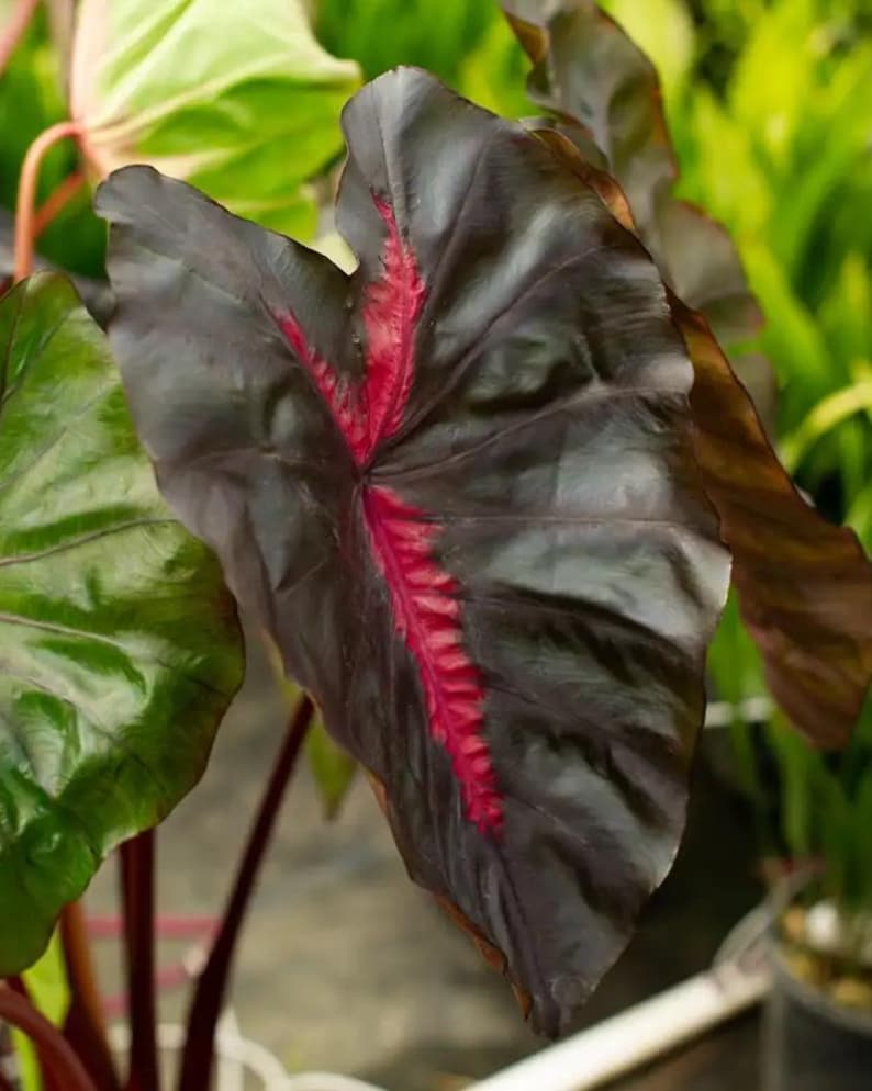 May include: Close-up of a large, dark leaf with a prominent red vein running down the center. The leaf has a glossy, almost black appearance with a deep red central vein. Other green leaves are visible in the background, suggesting a tropical plant.