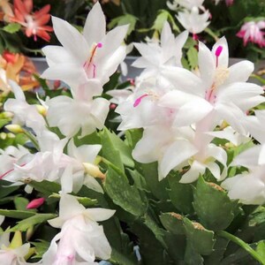 1 planta viva de cactus blanco de Navidad – Cactus de Acción de Gracias – Planta joven – Maceta de 7,6 cm – Altura: 7,6 a 15,2 cm – Se envía sin maceta