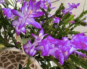 Peut inclure: Une plante Schlumbergera, communément appelée cactus de Noël, présente des fleurs tubulaires violettes et blanches aux pétales pointus. La plante possède des tiges vertes segmentées et est placée dans un pot décoratif au motif géométrique beige et marron.