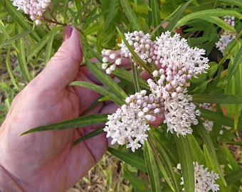 May include: A cluster of small, pale pink and white flowers with five petals each, growing on a plant with long, narrow, pointed green leaves. The flower heads are arranged in rounded, dense umbels, showing a delicate, star-like structure.