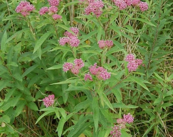 May include: A swamp milkweed plant featuring clusters of small, vibrant pink flowers atop slender green stems with lance-shaped leaves. The plant displays multiple blooming heads in various stages of development amidst green foliage.
