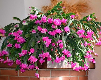May include: A vibrant Christmas cactus with cascading green stems and an abundance of bright pink flowers. The plant is displayed on a wooden shelf above a brick fireplace, creating a colorful and natural display.