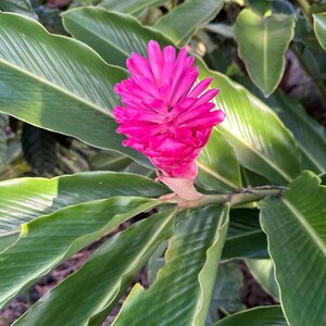 May include: A vibrant pink ginger flower in full bloom, set against a backdrop of large, green leaves. The flower's petals are tightly clustered, creating a textured appearance. The leaves have a prominent vein structure.