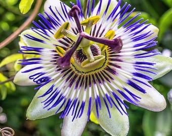 May include: Close-up of a passion flower with intricate details. The flower features white petals with purple and blue filaments radiating from the center. Yellow anthers and a complex central structure add to its beauty. The background is a soft green.