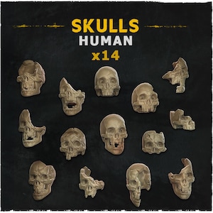 Peut inclure: Quatorze modèles de crânes humains dans divers états de décomposition sont présentés sur un fond sombre. Les crânes sont de couleur beige clair, certains présentant des sections manquantes. Le texte "SKULLS HUMAN x14" est en jaune.