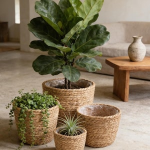 May include: Four woven plant pots of varying sizes, each with a different plant. The largest pot holds a fiddle-leaf fig tree. The other pots contain trailing and small plants. The pots are made of a light brown woven material.