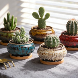 May include: Five small potted cacti in colorful ceramic pots with wooden saucers. The pots are glazed in shades of green, blue, brown, and red. A small gold garden rake is in the foreground.