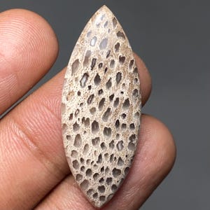 May include: A marquise-shaped cabochon gemstone featuring a porous, honeycomb-like texture with a beige and light brown color palette. The surface displays numerous small, irregular, translucent, and opaque indentations across the entire stone.