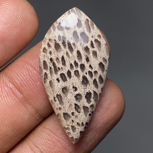 May include: A marquise-shaped cabochon gemstone featuring a beige and tan porous surface with a distinct honeycomb or cellular pattern. The stone has a smooth, polished finish with visible depth in the dark, recessed areas of the intricate texture.