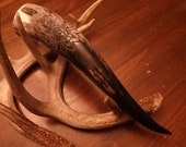 Hand Carved Nordic Star Drinking Horn