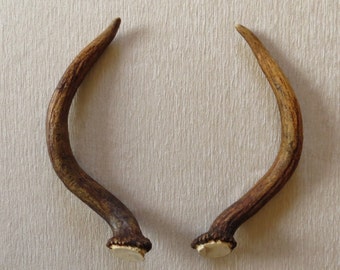 Animal Horn Natural Animal Horns Long Horns Big Horns Horn Set Rustic Decor Woodland Set of 2 Horns
