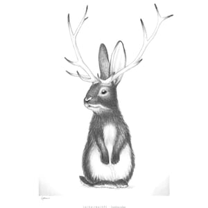 Jackalope Art Print: &quot;Jackalina&quot; Cryptid Illustration (8x10)