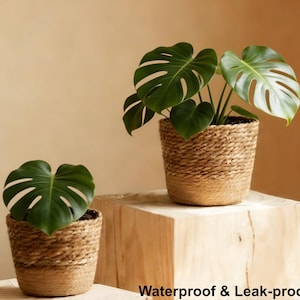Może przedstawiać: Dwie doniczkowe rośliny Monstera z dużymi, zielonymi, podzielonymi liśćmi. Rośliny znajdują się w tkanych, beżowych donicach. Donice stoją na jasnej drewnianej powierzchni. Tekst "Waterproof & Leak-proof" znajduje się na dole obrazu.
