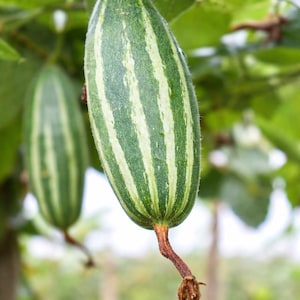 May include: A close-up shot of a green and white striped vegetable hanging from a vine. The elongated fruit has vertical stripes and a brown stem. The background is blurred with green leaves and a hint of sky.
