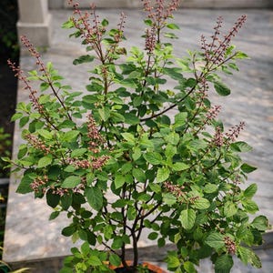 Op de afbeelding: Een potplant met groene bladeren en kleine, roodpaarse bloemtrossen. De plant staat in een blauw-oranje keramische pot. De achtergrond omvat een betonnen oppervlak en een houten deur.