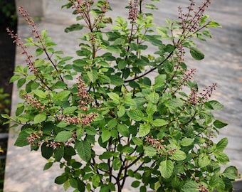 Más de 400 semillas de Krishna Tulsi – Albahaca Sagrada (Ocimum tenuiflorum) – Semillas de hierbas no transgénicas para el jardín doméstico