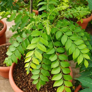 Curry Patta Plants - Etsy Israel
