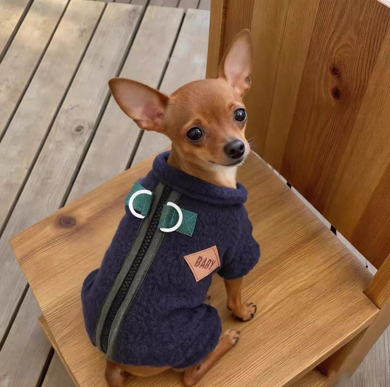 May include: A small brown dog wearing a navy blue dog sweater with a zipper down the front and the word "BABY" on a patch. The dog is sitting on a wooden chair.