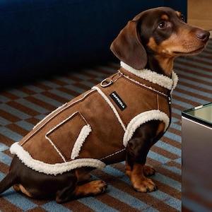 Könnte beinhalten: Ein braun-weißer Dackel trägt einen braunen Hundemantel aus Kunstwildleder mit cremefarbenem Kunstfellbesatz. Der Mantel hat eine kleine Tasche und ein Etikett mit der Aufschrift "POPOCOLA". Der Hund sitzt auf einem blau-braun gemusterten Teppich.